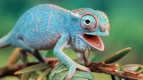 Colorful Chameleon on a Branch wallpaper