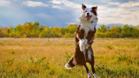 Joyful Australian Shepherd in a Sunny Field wallpaper