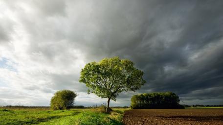 Lone Tree Under Stormy Skies wallpaper
