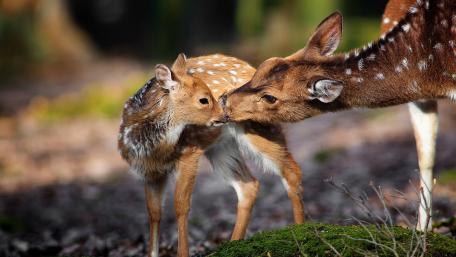 Sweet Moments Between Baby Deer and Mother Deer wallpaper