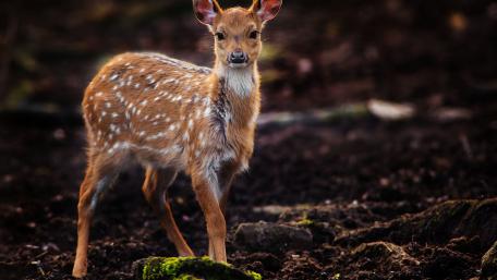 Adorable Baby Deer in Nature's Embrace wallpaper
