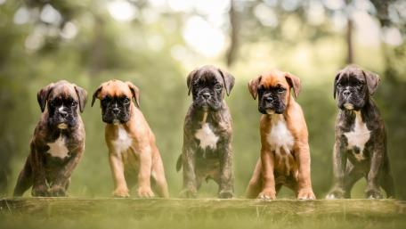 Boxer puppies wallpaper