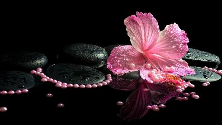 Pink hibiscus flower on black stones in water wallpaper