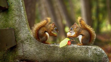 Adorable Squirrels Sharing a Snack Together wallpaper