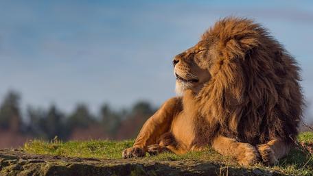 Majestic Lion in Tranquil Nature Scene wallpaper