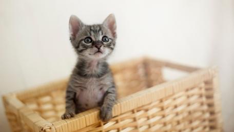 Adorable Kitten Peeking from a Basket wallpaper