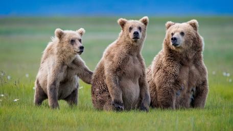 Bears in Tranquil Wilderness Scene wallpaper
