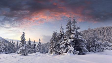 Winter Wonderland with Evergreens and Colorful Sky wallpaper