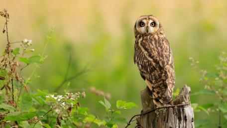 Majestic Owl in Nature's Embrace wallpaper
