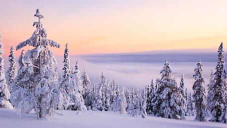 Winter Wonderland with Evergreen Trees wallpaper