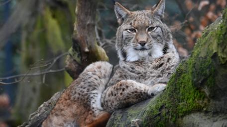 Majestic Bobcat Relaxing in Nature wallpaper
