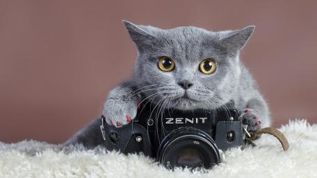 Curious Grey Cat with Vintage Camera wallpaper