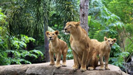 Majestic Lions in the Jungle wallpaper