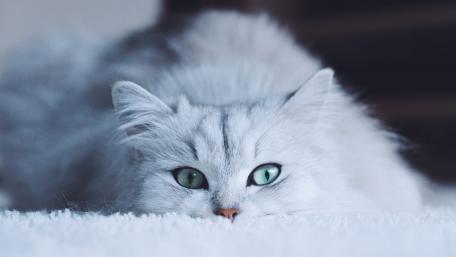 Mystic Gaze of the Fluffy Feline wallpaper