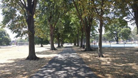 Serene Tree-Lined Urban Pathway in 4K Resolution wallpaper