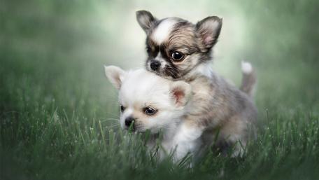 Charming Chihuahua Puppies Playing Together wallpaper
