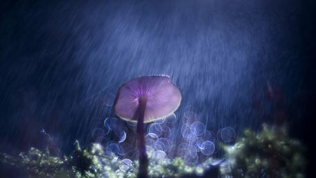 Enchanting Glowing Mushroom in Rainy Night Scene wallpaper