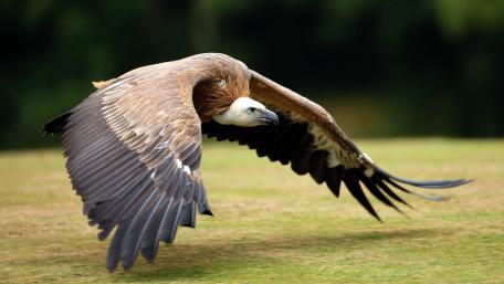 Majestic Vulture in Flight wallpaper