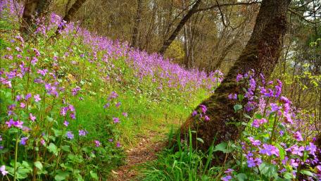 Blooming Pathways of Spring Wildflowers wallpaper