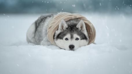 Winter's Embrace with a Siberian Husky in Snowfall wallpaper