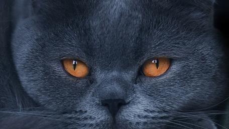 Captivating Gaze of a Grey Cat wallpaper