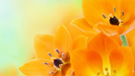Vibrant Yellow Blooms Enhancing Your Space wallpaper