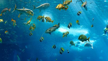 Underwater Symphony of Colorful Marine Life wallpaper