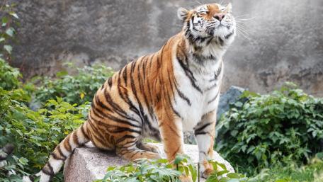 Majestic Tiger in Nature's Embrace wallpaper