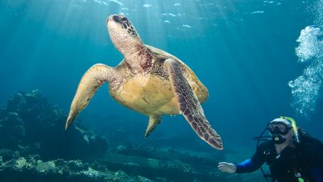 Majestic Turtle Gracefully Swimming Underwater wallpaper