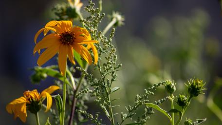 Vibrant Summer Blossoms in Bloom wallpaper