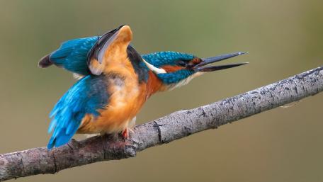 Vibrant Kingfisher Captured in Action wallpaper