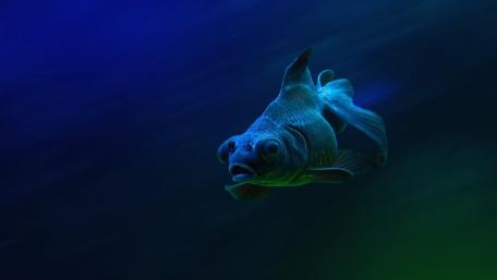 Telescope (goldfish) wallpaper