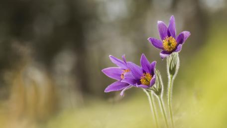 Vibrant Blooms of Pasque Flower in Nature's Embrace wallpaper