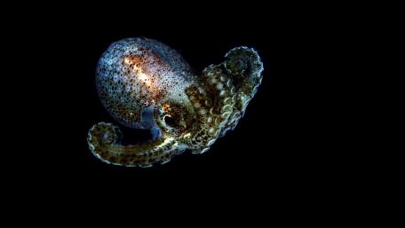Majestic Octopus in Deep Black Background wallpaper