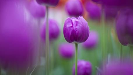 Vibrant Purple Tulips in Blooming Landscape wallpaper