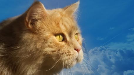 Ginger Cat Against a Beautiful Sky Background wallpaper