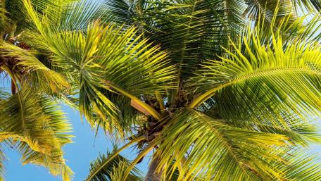 Tropical Palm Serenity in Blue Sky wallpaper