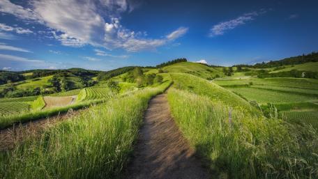 Serene Hillside Pathway in Nature's Beauty wallpaper