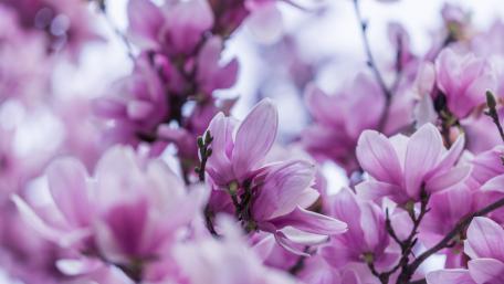Blooming magnolia tree wallpaper