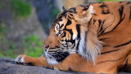 Majestic Tiger in a Serene Moment wallpaper