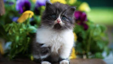 Adorable Persian Kitten Surrounded by Flowers wallpaper