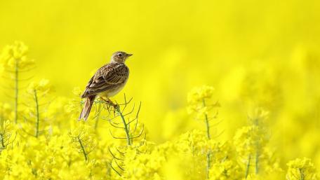 Yellow Beauty of Nature with Bird in Rapeseed Field wallpaper
