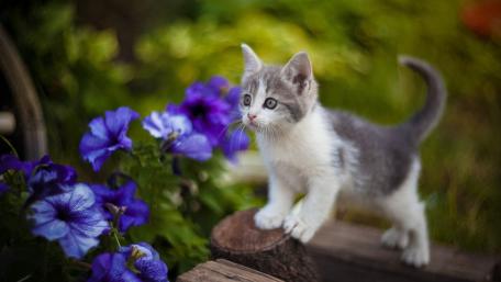 Charming Kitten Among Petunia Flowers wallpaper