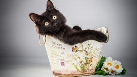Adorable Black Cat in a Charming Bucket wallpaper