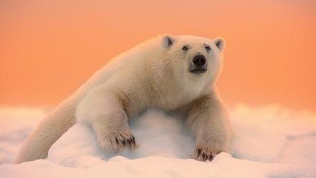 Majestic Polar Bear in Winter Wonderland wallpaper