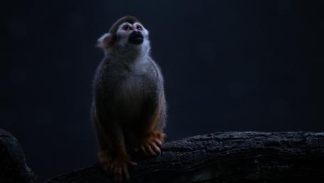 Curious Monkey in Twilight Shadows wallpaper