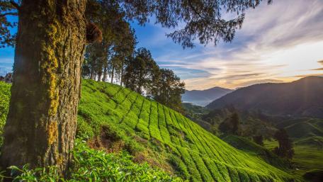 Tea plantation wallpaper
