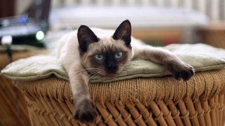 Elegant Siamese Cat Relaxing on a Cozy Surface wallpaper