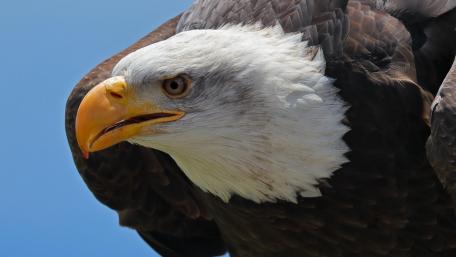Majestic Bald Eagle in Close-Up Shot wallpaper