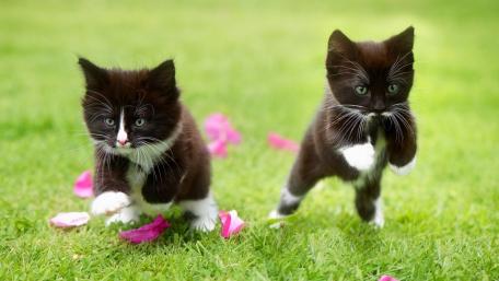 Bicolor kittens wallpaper